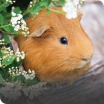 Guinea Pig Accessories