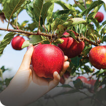 Fruit Trees