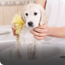 Puppy Grooming