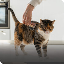 Cat Healthcare