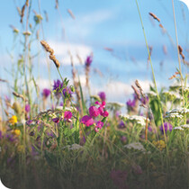 Meadow Planting