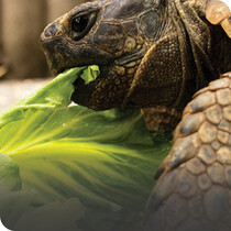 Reptile Food & Supplements