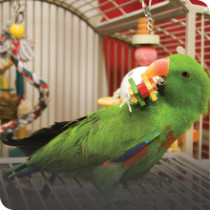 Bird Toys