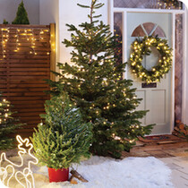 Real Christmas Trees