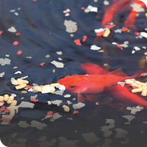 Pond Food