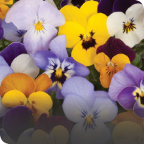 Flower Seeds