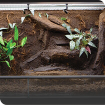 Vivarium Decorations