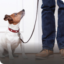 Dog Leads