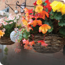 Hanging Baskets & Accessories
