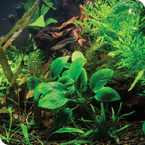 Aquarium Plants